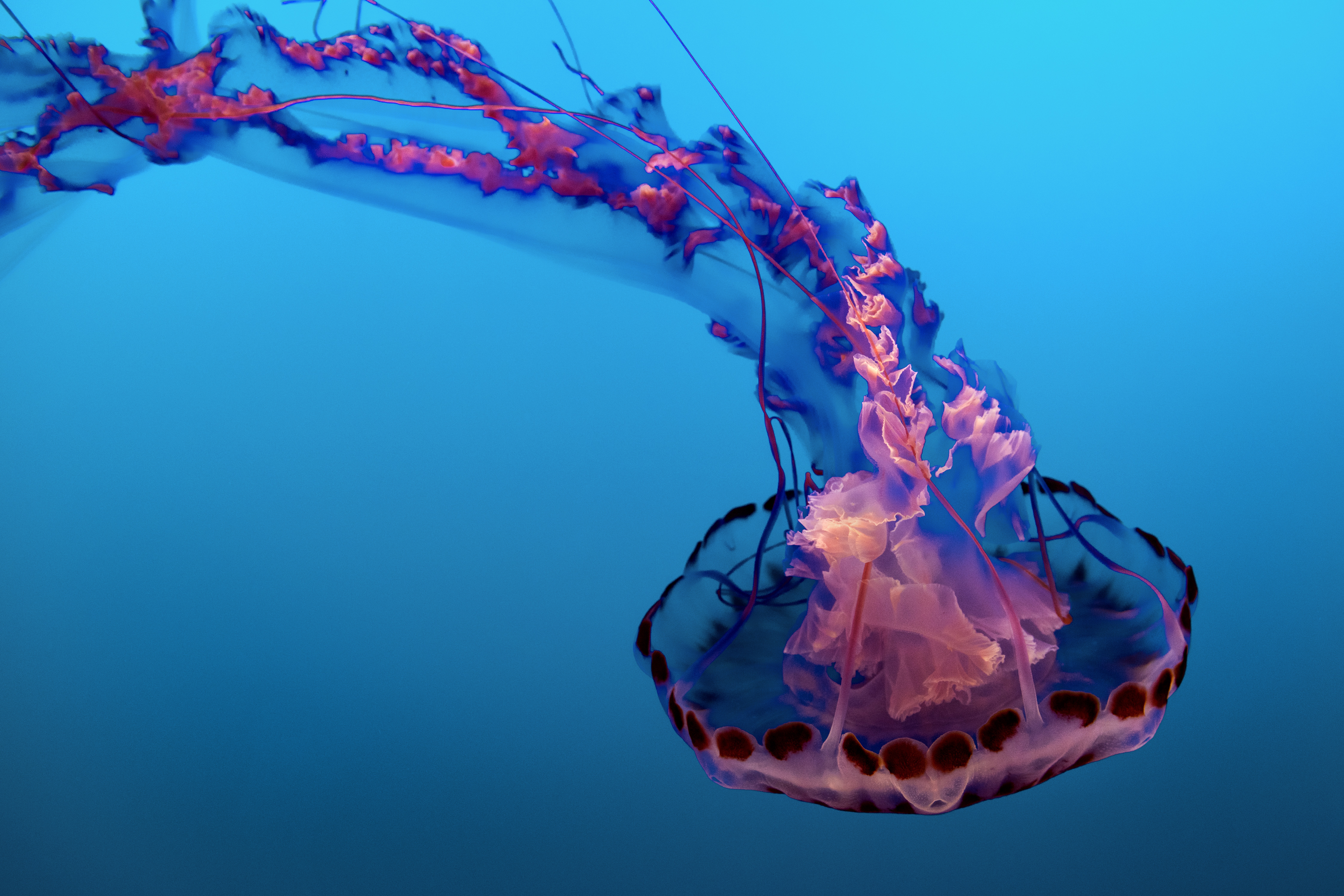 J is for jellyfish