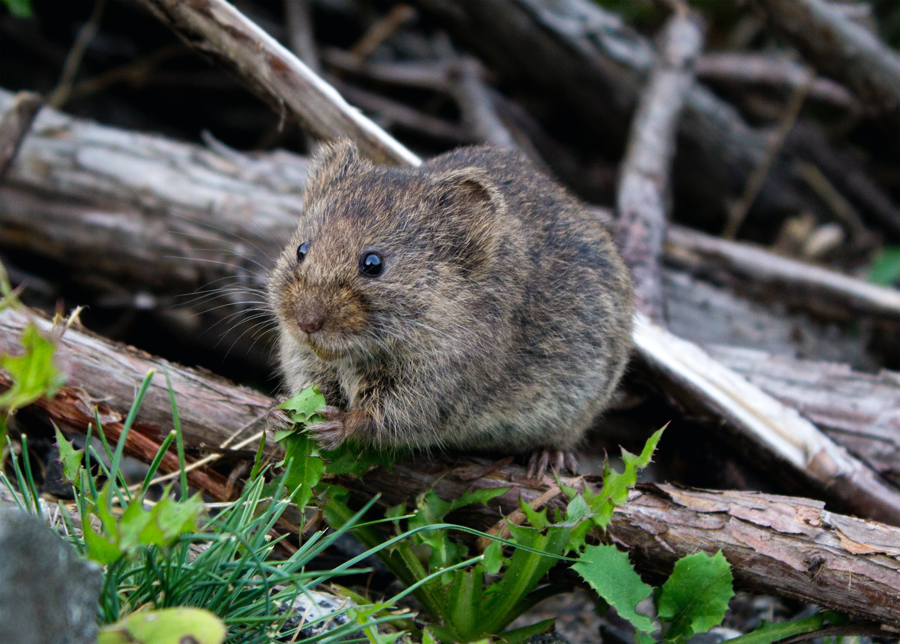 M is for mouse