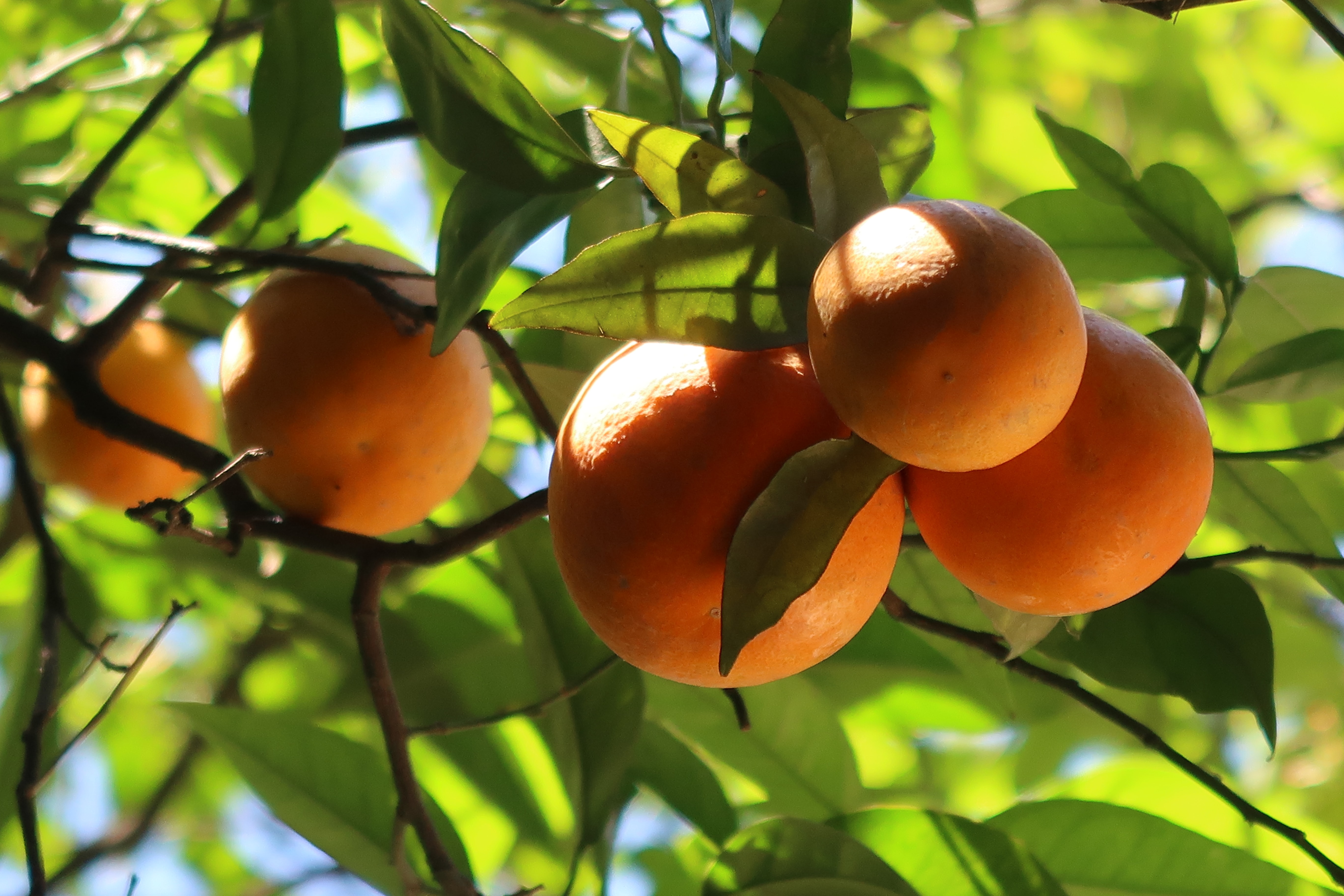 O is for oranges