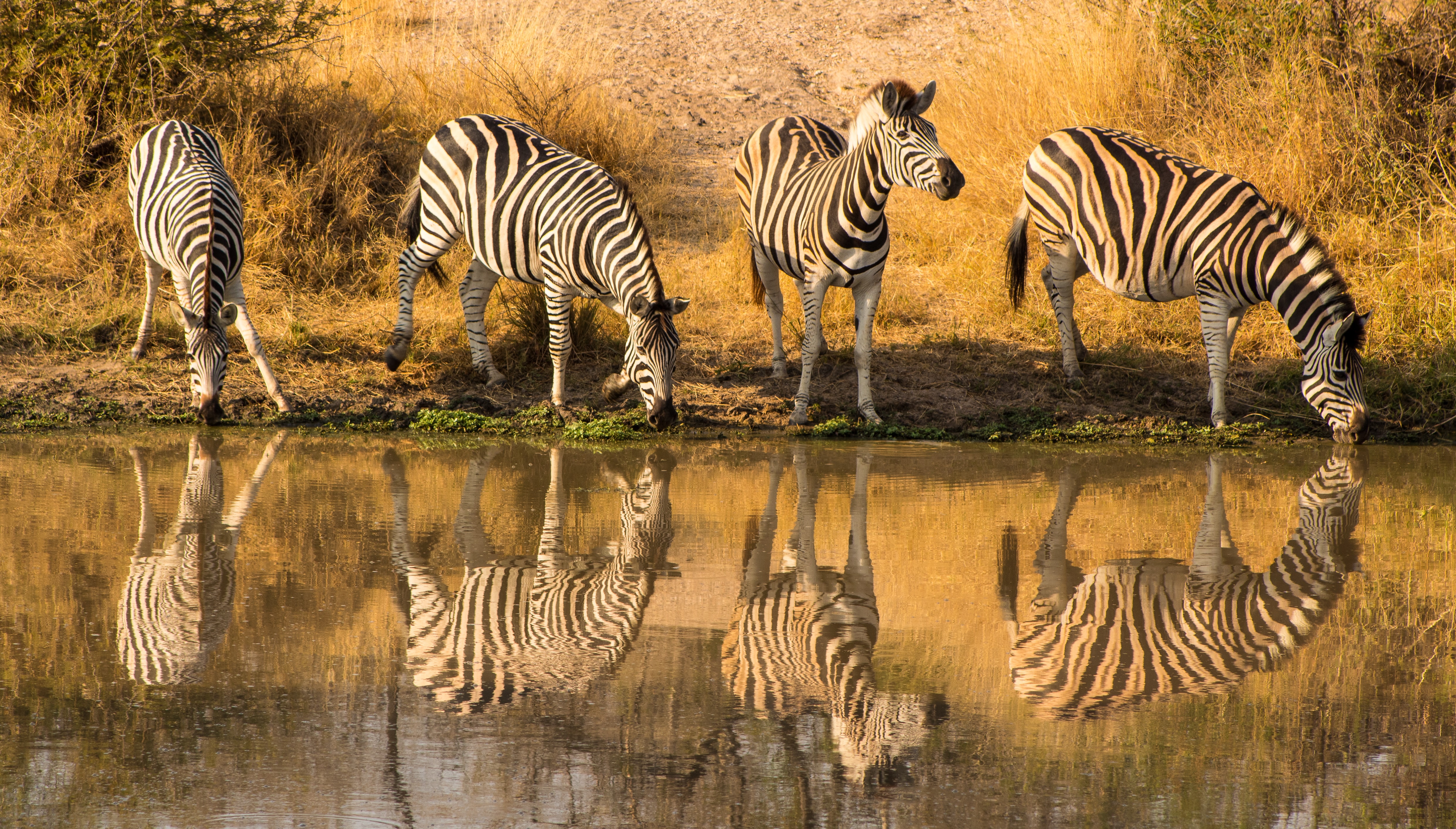Z is for zebras