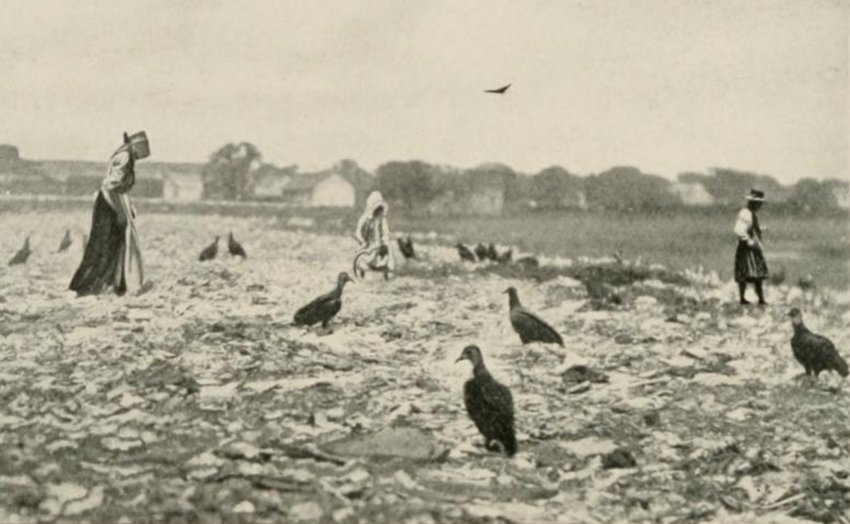 Black Vultures and scavenger at Charleston city dump ca. 1905