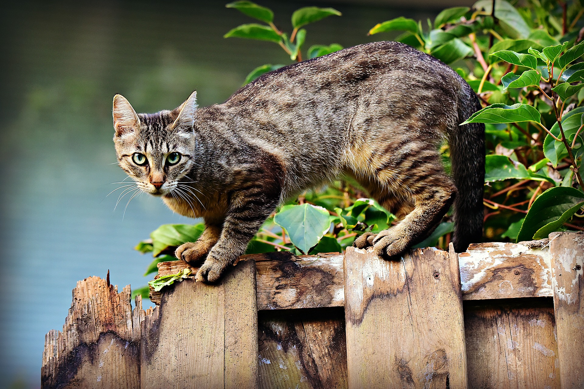 C is for cat