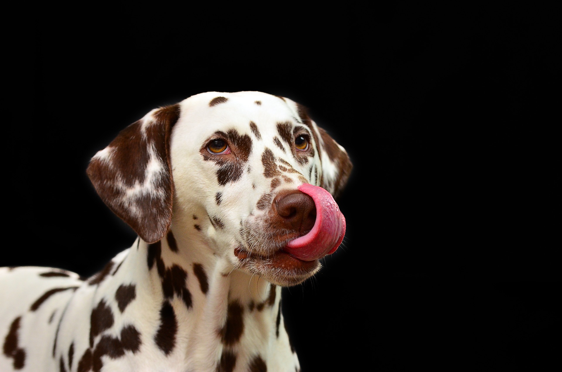 D is for dog