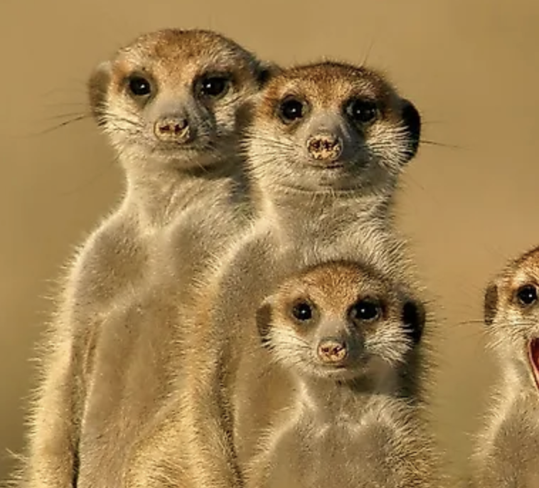 Ancient Rome Resources