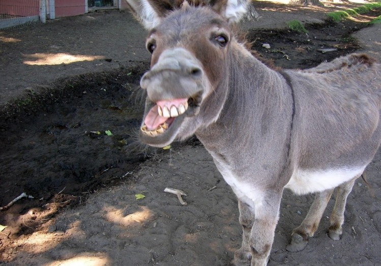 Donkey makin a face