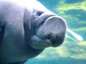 Manatee smooshing its nose against glass