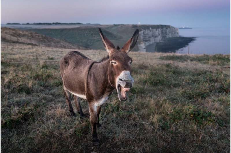 A happy donkey on a british cliff