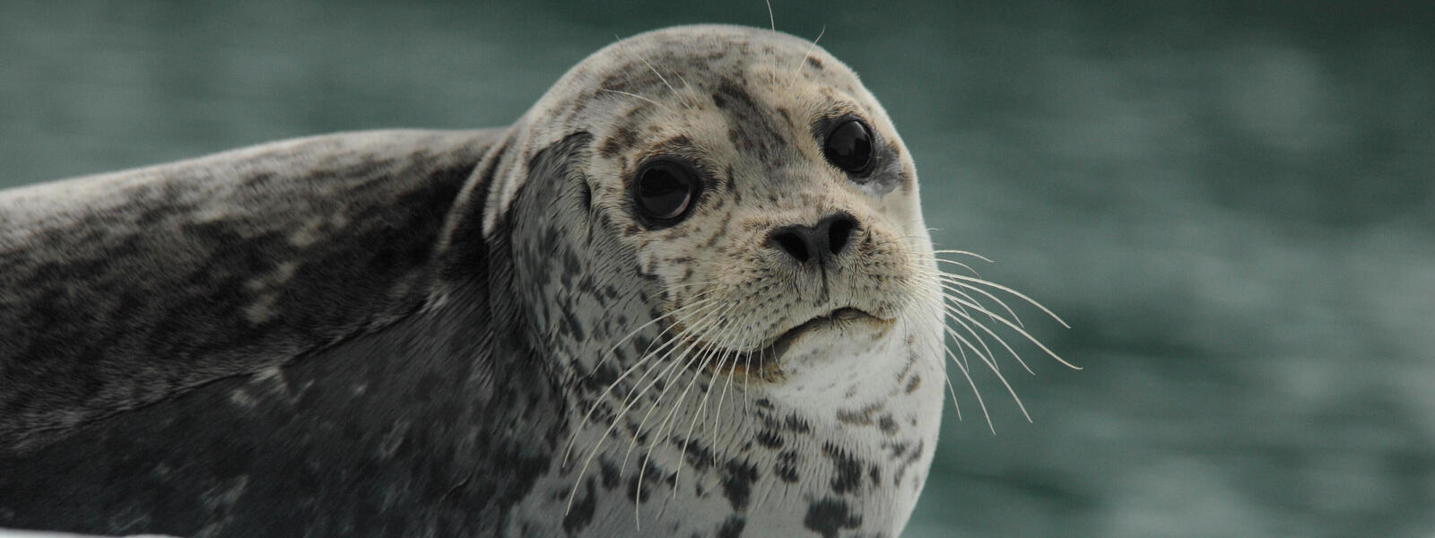A seal looking at you, longingly.