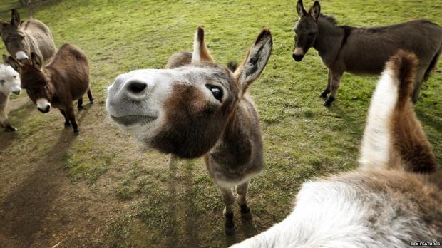 A donkey ink a field, looking rather happy