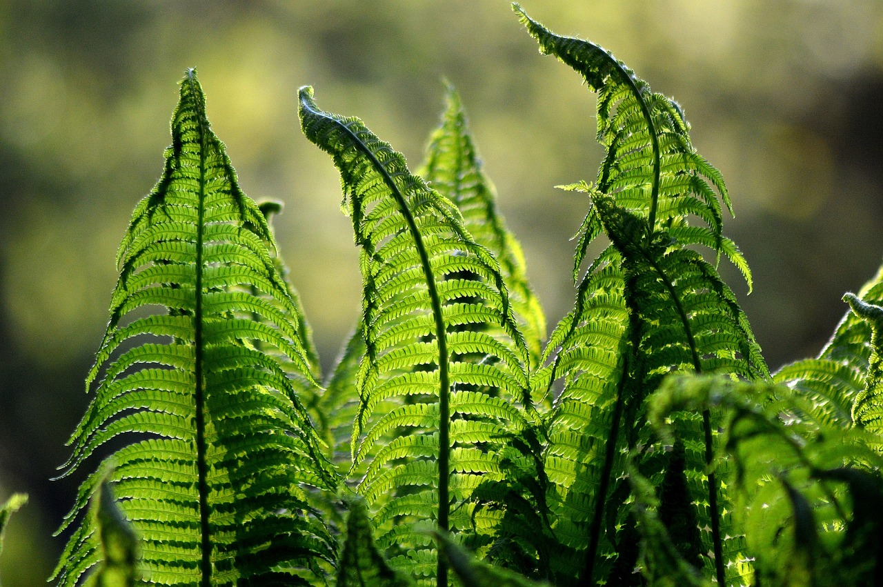 ferns in the sunlight