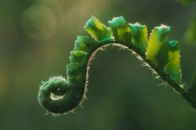 fern koru / spiral