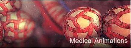 Medical Animations