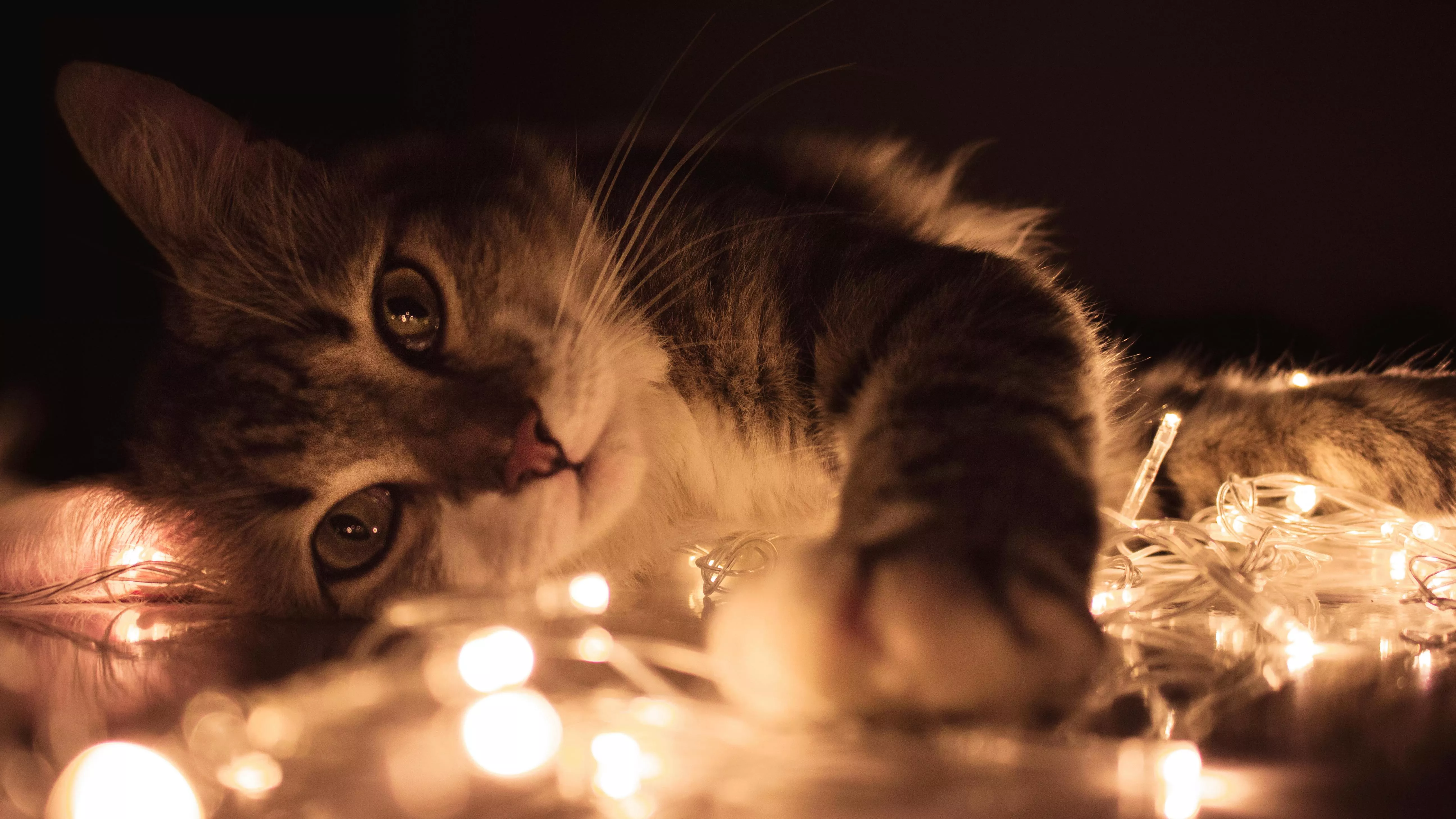 a cat with fairy lights.