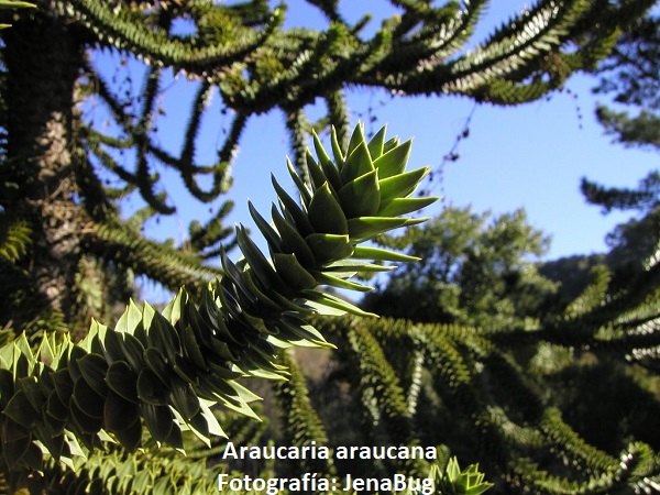 Araucaria Araucana