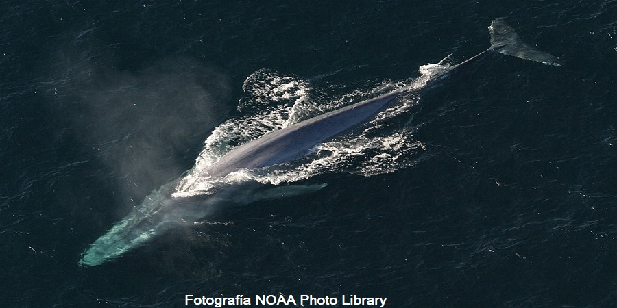 Blue Whale