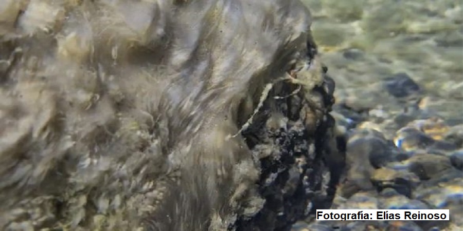 Didymosphenia geminata