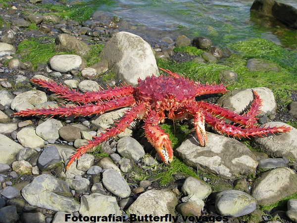Lithodes Santolla