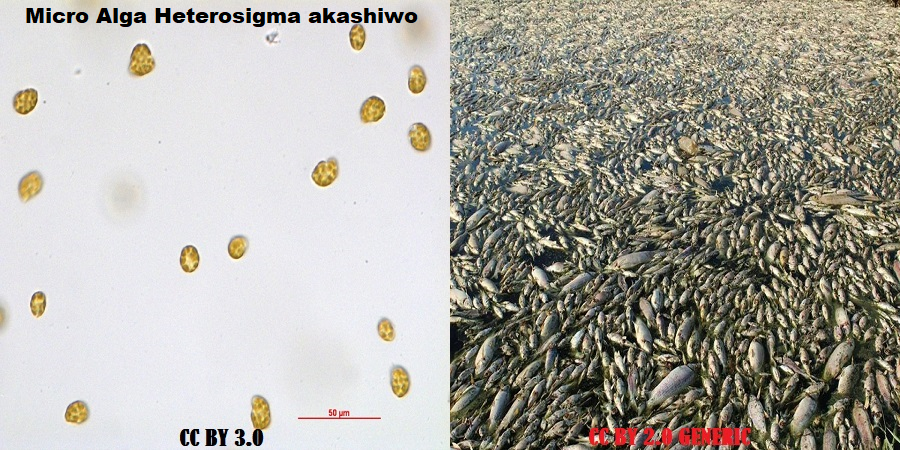 Micro Algas