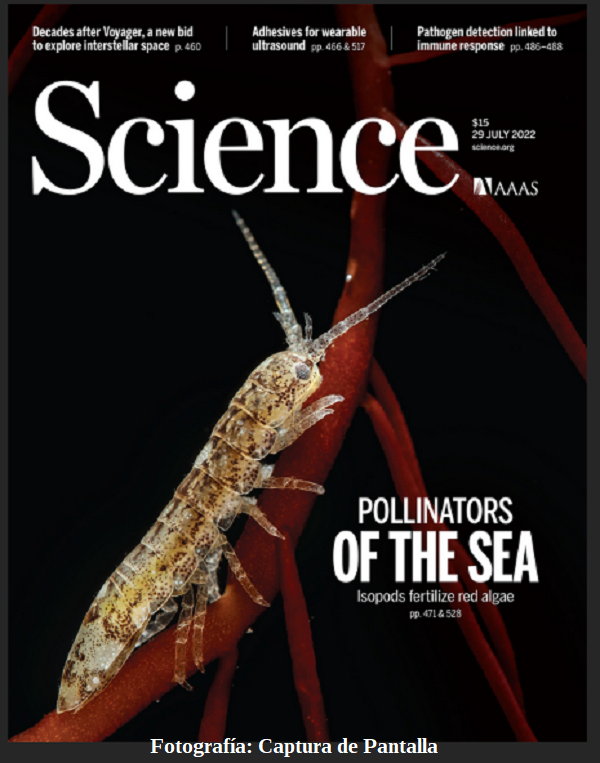 Pollinators of the sea